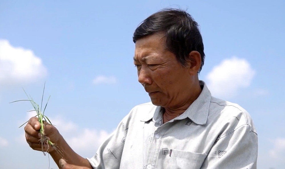 Từ vùng đất phèn đến mùa vàng 7 tấn lúa/ha