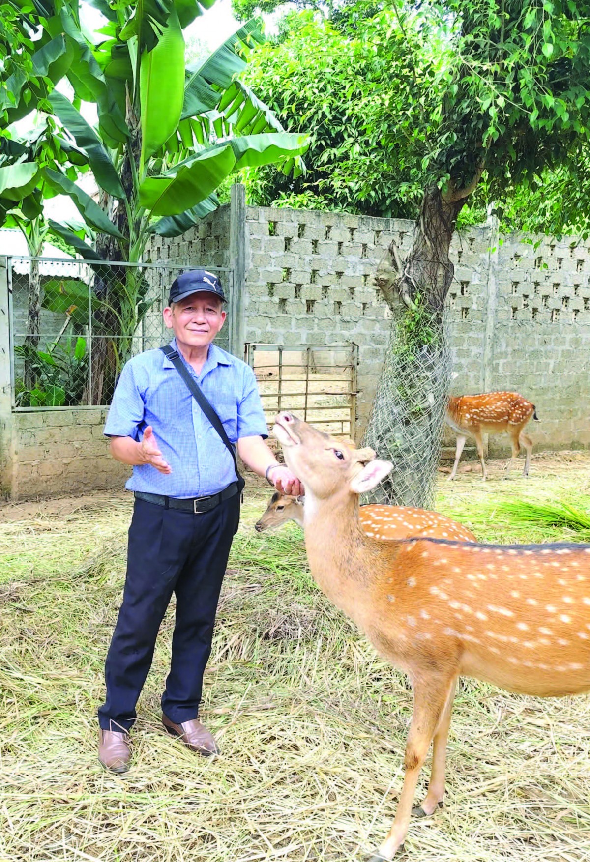Về “thủ phủ” hươu sao