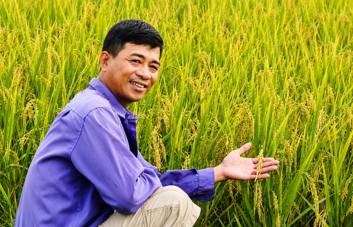 Hành trình đưa bông lúa Nhật J02 bén rễ trên đồng quê Vĩnh Hòa
