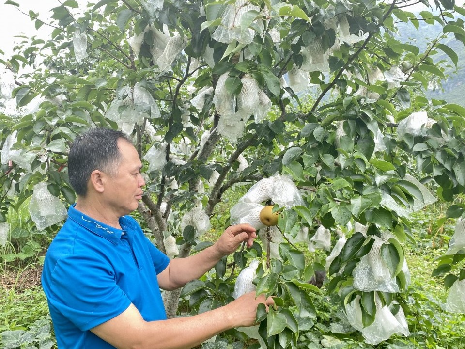 Người trưởng xóm khai thác lợi thế bản địa để làm giàu trên quê hương