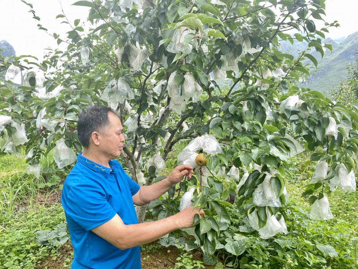 Người trưởng xóm khai thác lợi thế bản địa để làm giàu trên quê hương