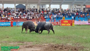 Lễ hội chọi trâu truyền thống Đồ Sơn - VTV năm 2026: Khôi phục trọn vẹn hai vòng đấu theo hồ sơ di sản