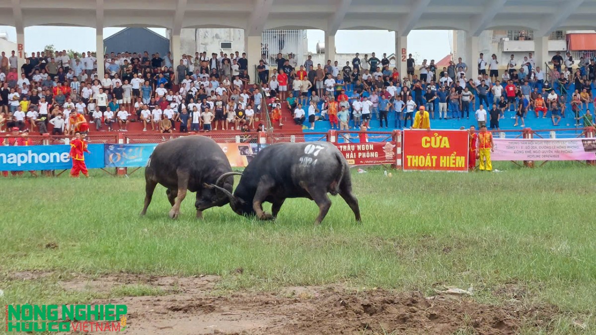 Lễ hội chọi trâu truyền thống Đồ Sơn - VTV năm 2026: Khôi phục trọn vẹn hai vòng đấu theo hồ sơ di sản