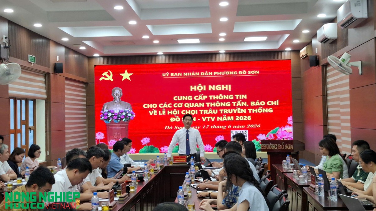Lễ hội chọi trâu truyền thống Đồ Sơn - VTV năm 2026: Khôi phục trọn vẹn hai vòng đấu theo hồ sơ di sản