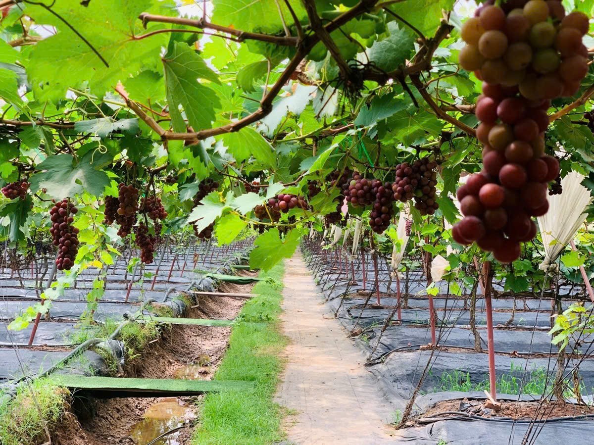 Khánh Hoà: Đẩy mạnh sản xuất nông nghiệp theo hướng bền vững, nâng cao giá trị