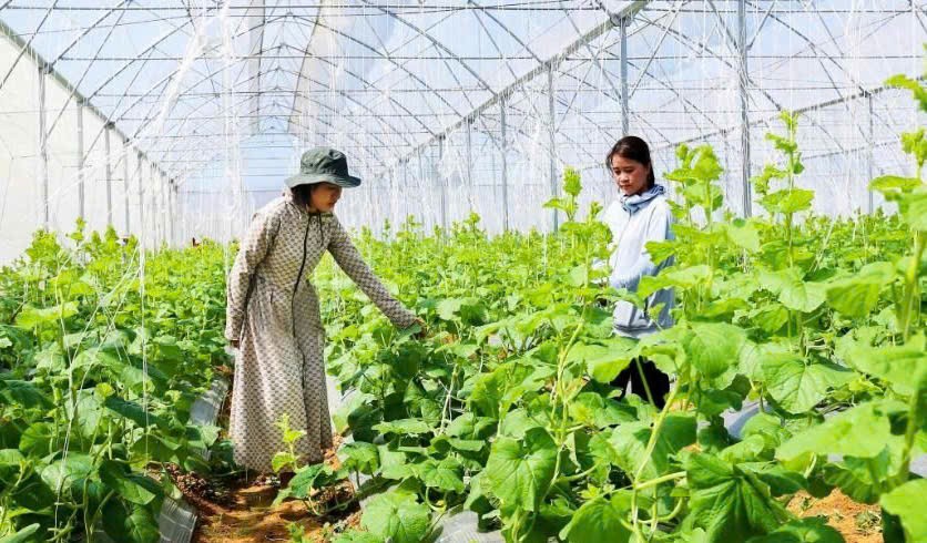 Khánh Hoà: Đẩy mạnh sản xuất nông nghiệp theo hướng bền vững, nâng cao giá trị