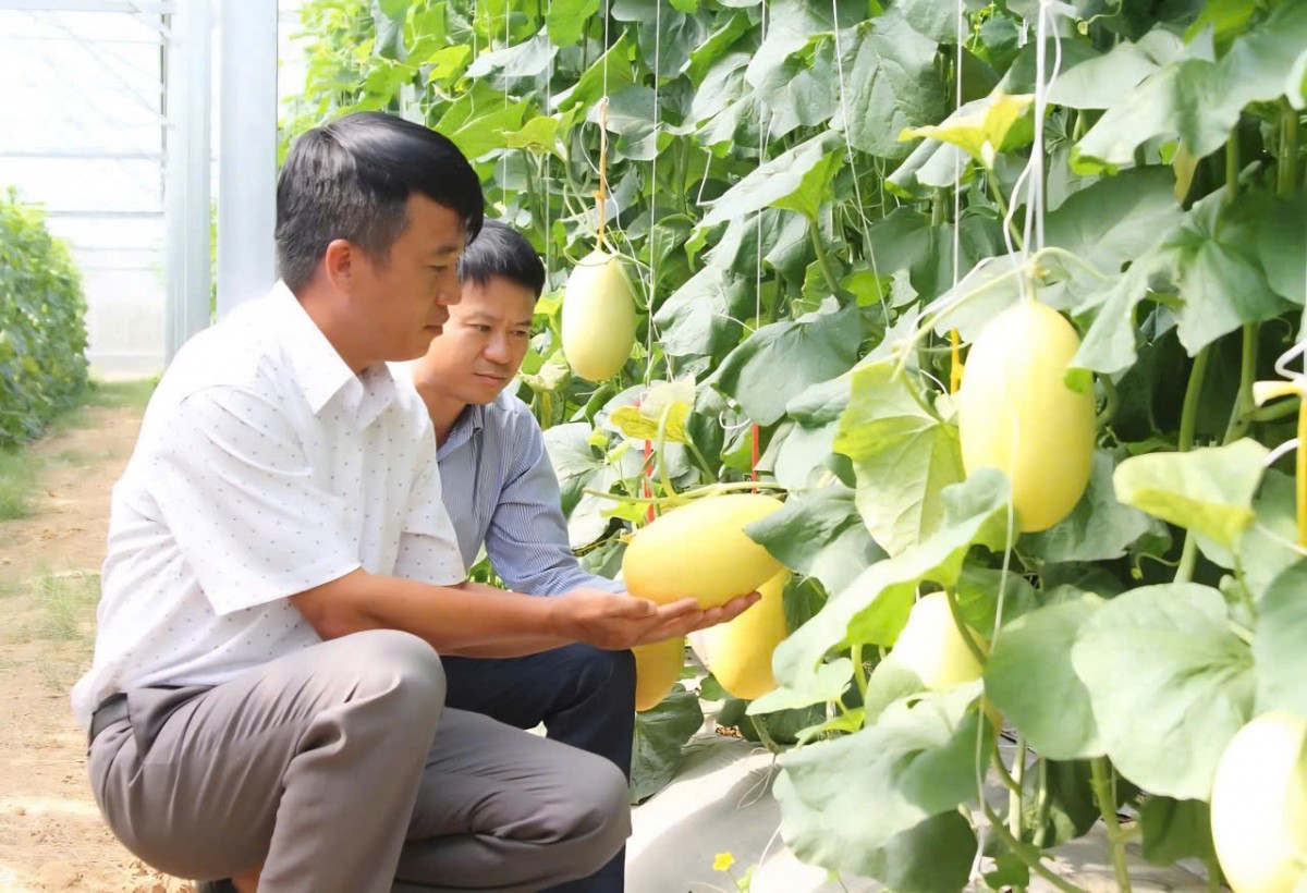 Khánh Hoà: Đẩy mạnh sản xuất nông nghiệp theo hướng bền vững, nâng cao giá trị