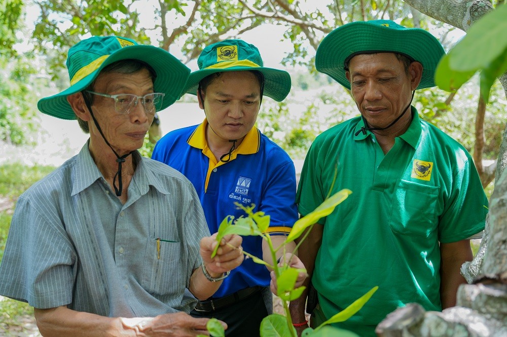 Mang giải pháp dinh dưỡng khoa học cho điều Campuchia: Hành trình kiến tạo những mùa vàng thịnh vượng