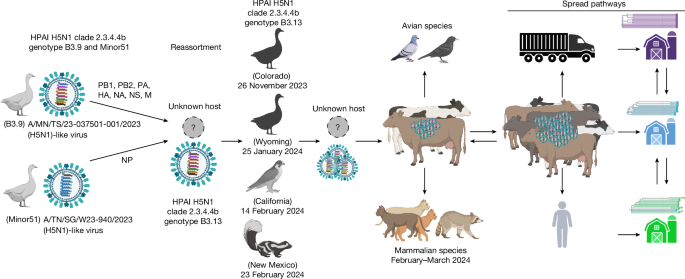 Chỉ 10 hạt virus H5N1 có thể khiến bò sữa nhiễm cúm gia cầm