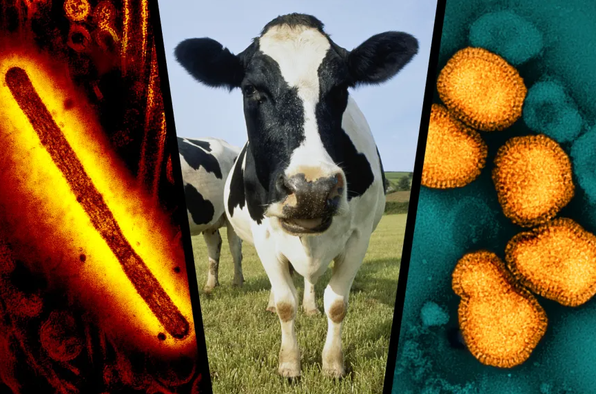 Chỉ 10 hạt virus H5N1 có thể khiến bò sữa nhiễm cúm gia cầm