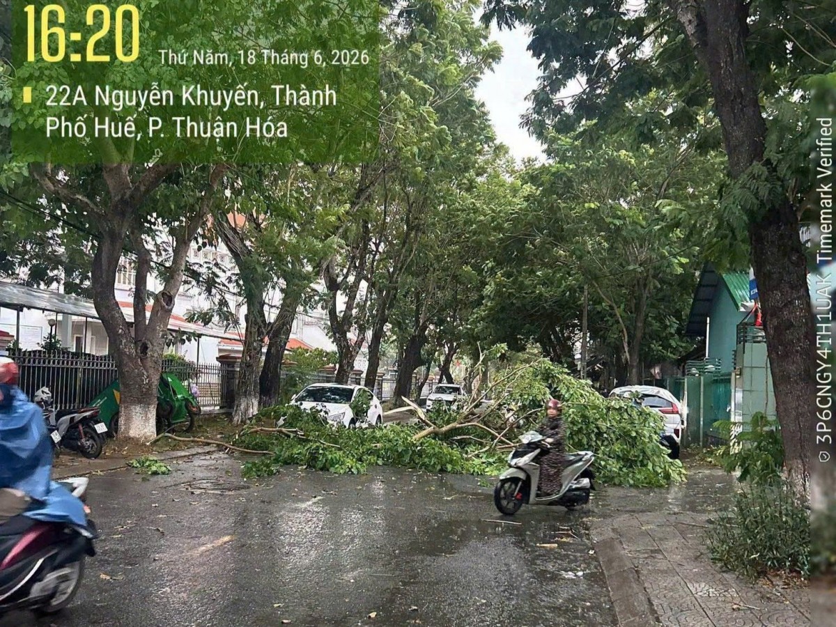 cây xanh