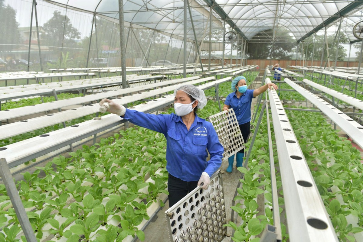 Chuyển đổi số tạo "lá chắn" an toàn thực phẩm cho nông sản Hà Nội