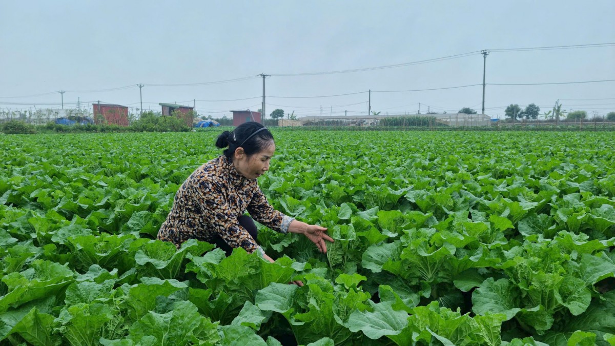 Chuyển đổi số tạo "lá chắn" an toàn thực phẩm cho nông sản Hà Nội