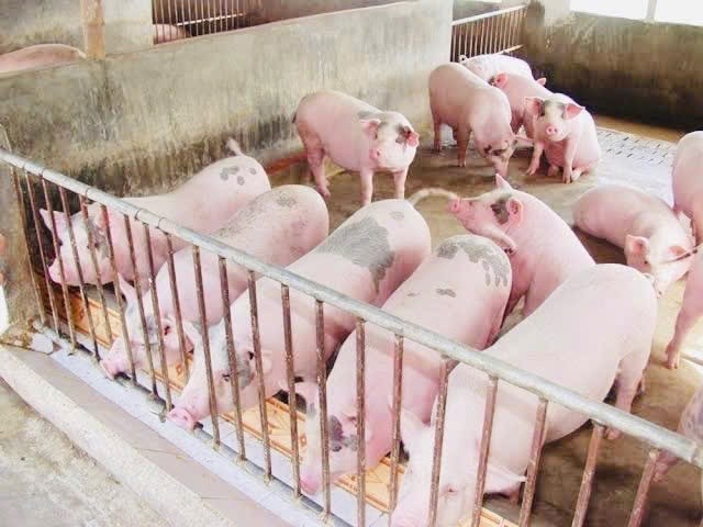 Lâm Đồng: Dịch tả lợn châu Phi xuất hiện tại xã Đức An, nguy cơ lây lan ở khu vực chăn nuôi tập trung
