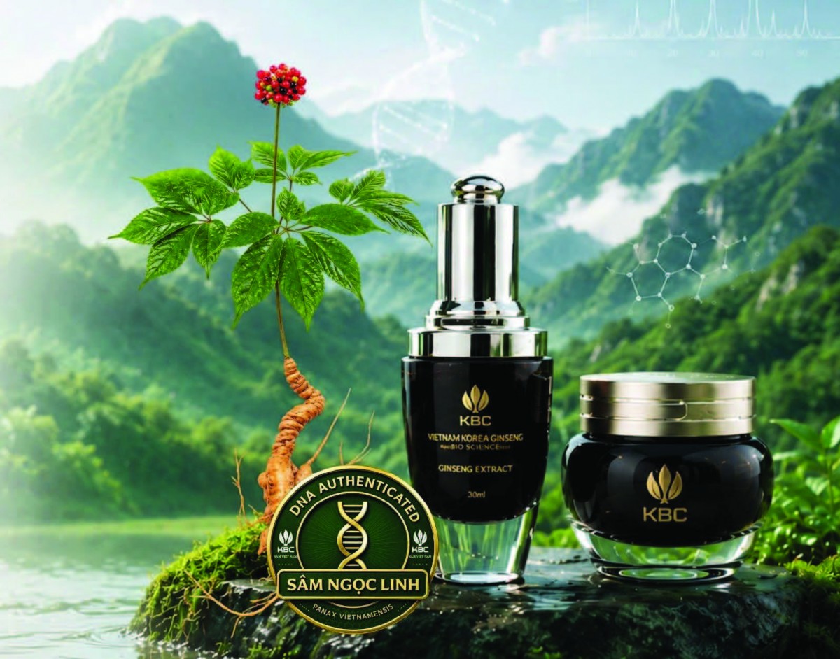 Cao Sâm Việt Nam KBC và hành trình chuẩn hóa Sâm Ngọc Linh bằng khoa học