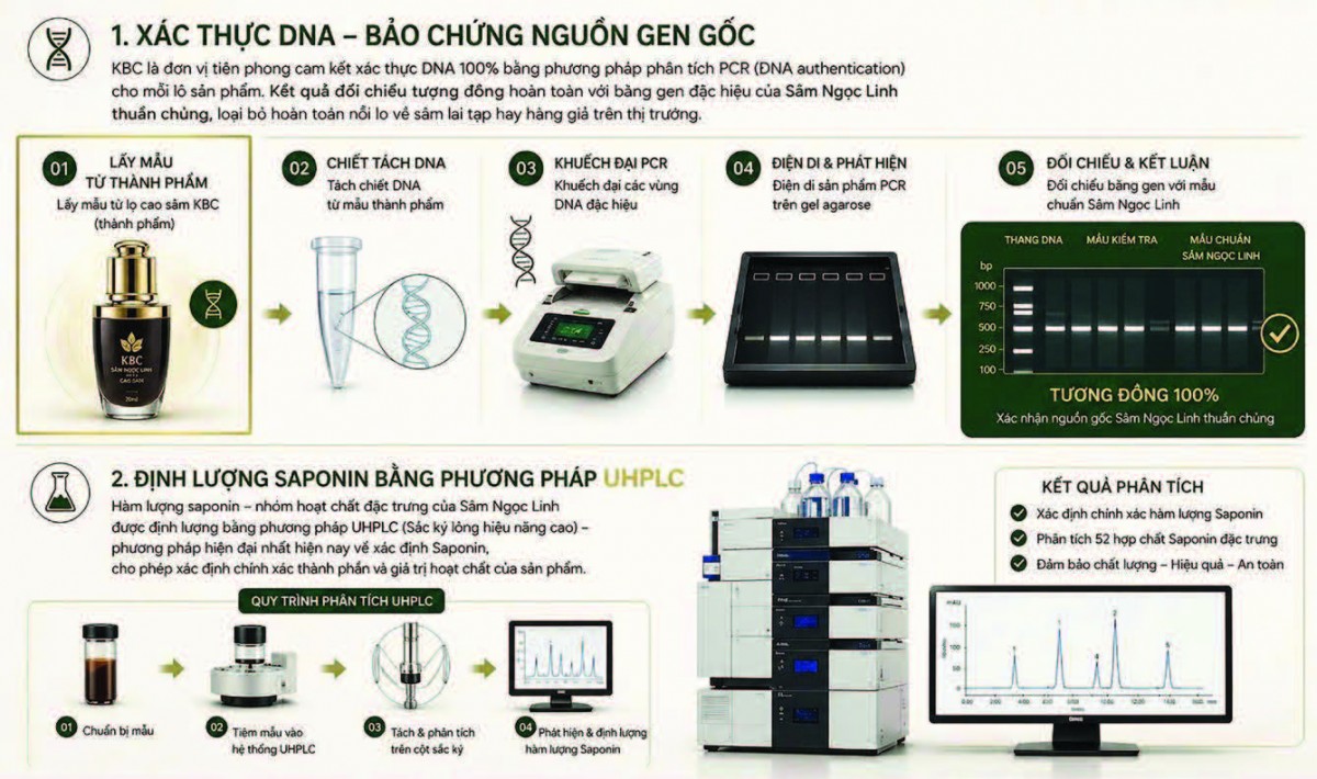 Cao Sâm Việt Nam KBC và hành trình chuẩn hóa Sâm Ngọc Linh bằng khoa học