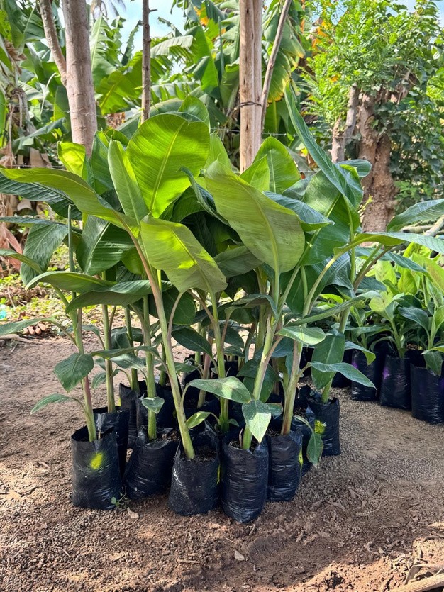 Peru thử nghiệm các giống chuối kháng bệnh Fusarium TR4