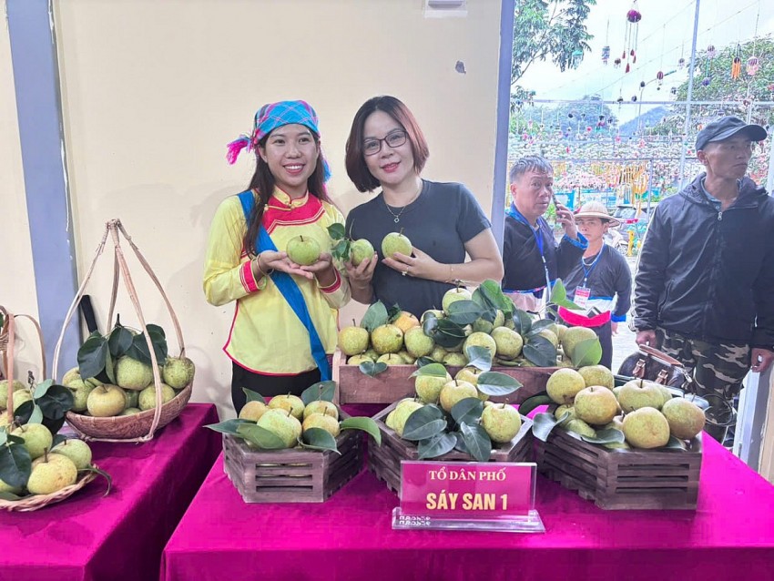 Lai Châu: Rộn ràng ngày hội hái Lê phường Tân Phong năm 2026
