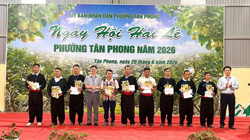 Lai Châu: Rộn ràng ngày hội hái Lê phường Tân Phong năm 2026