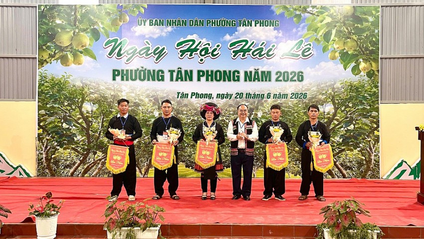 Lai Châu: Rộn ràng ngày hội hái Lê phường Tân Phong năm 2026