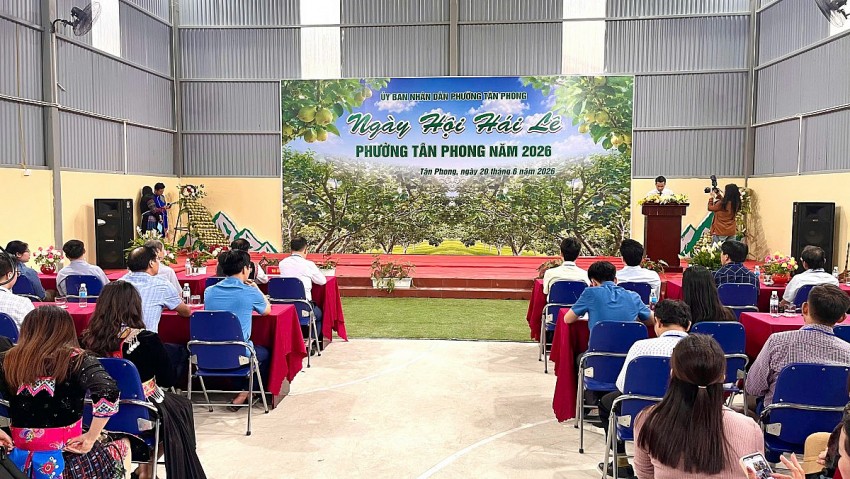 Lai Châu: Rộn ràng ngày hội hái Lê phường Tân Phong năm 2026