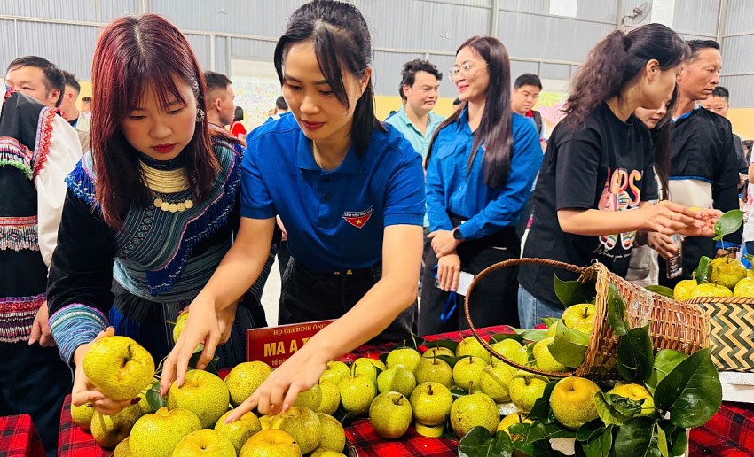 Lai Châu: Rộn ràng ngày hội hái Lê phường Tân Phong năm 2026
