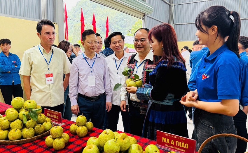 Lai Châu: Rộn ràng ngày hội hái Lê phường Tân Phong năm 2026