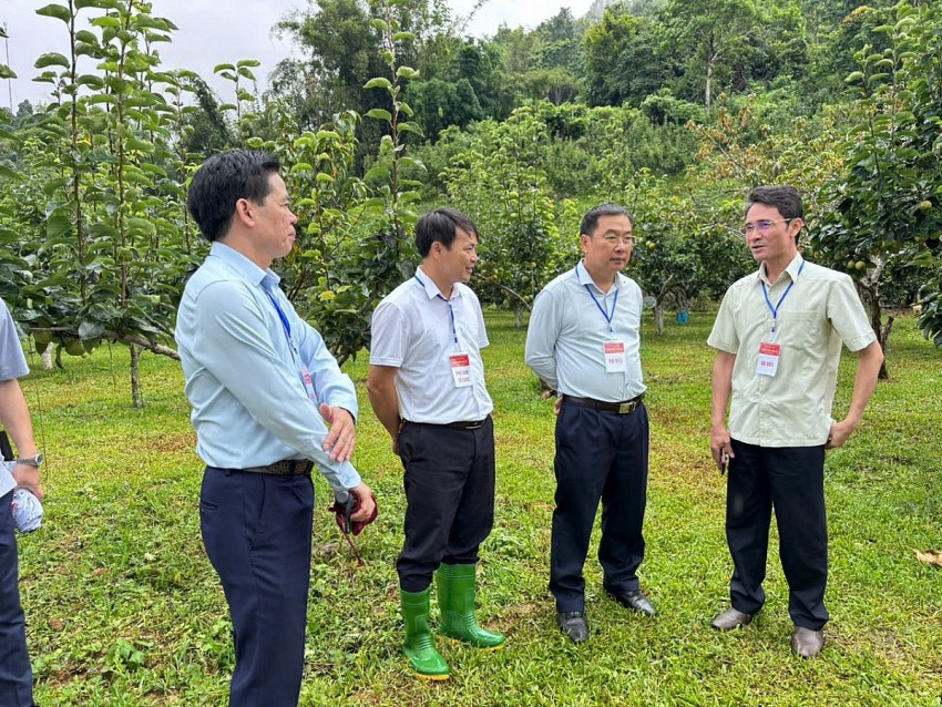 Lai Châu: Rộn ràng ngày hội hái Lê phường Tân Phong năm 2026