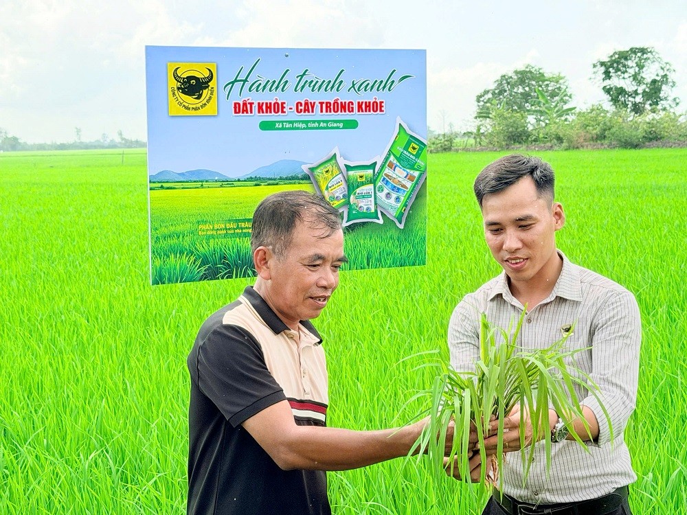 Phân bón Bình Điền: Lo từ gốc để cây lúa khỏe hơn
