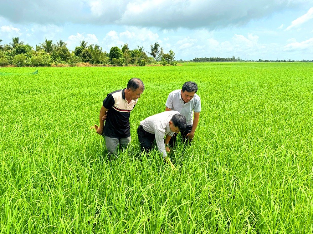 Phân bón Bình Điền: Lo từ gốc để cây lúa khỏe hơn