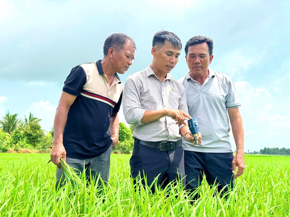 Phân bón Bình Điền: Lo từ gốc để cây lúa khỏe hơn