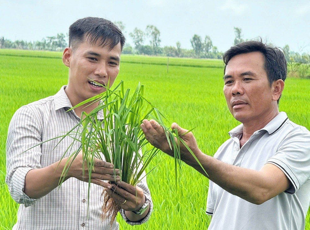 Phân bón Bình Điền: Lo từ gốc để cây lúa khỏe hơn