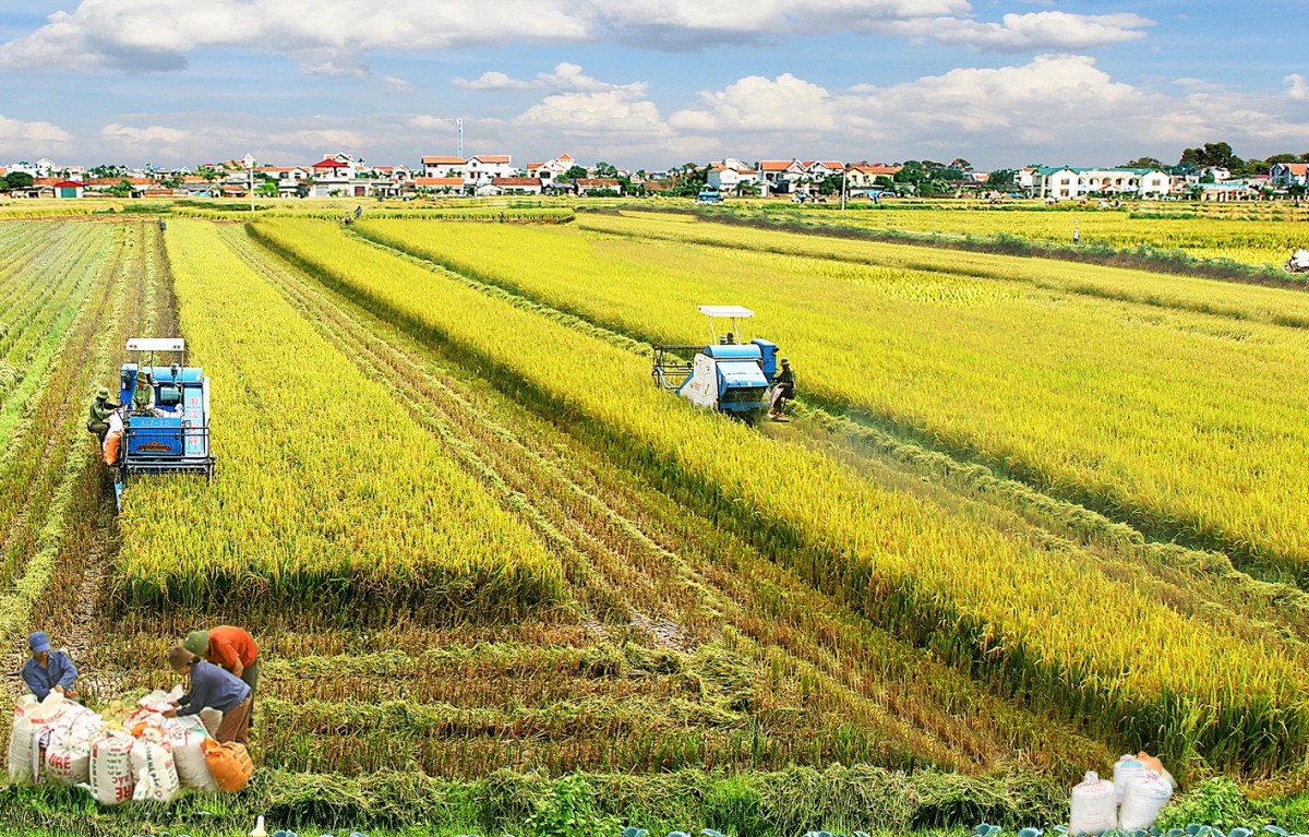 Chuyển từ sản xuất nông nghiệp sang kinh tế nông nghiệp đòi hỏi tổ chức lại chuỗi giá trị, nâng cao chất lượng và xây dựng niềm tin thị trường.