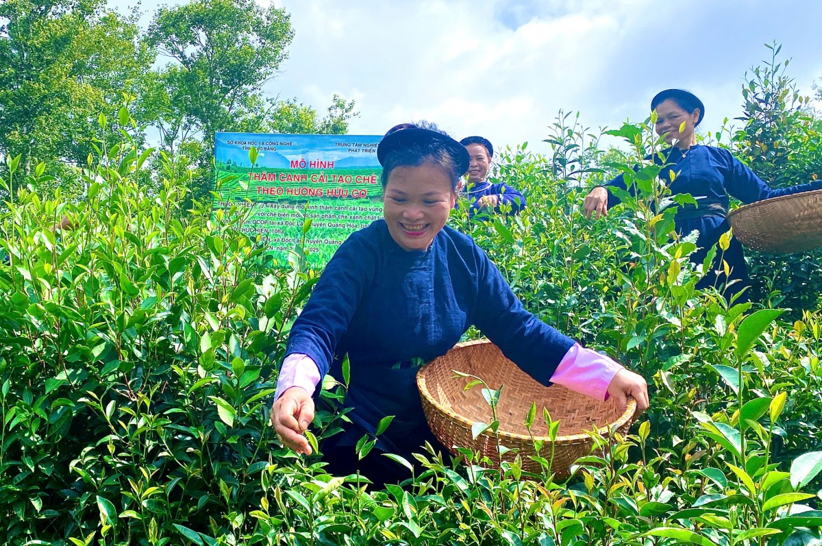 Mô hình thâm canh, cải tạo chè theo hướng hữu của Hợp tác xã chè Đoỏng Pán, xã Độc Lập cho năng suất cao, thân thiện với môi trường. Ảnh Quốc Sơn.