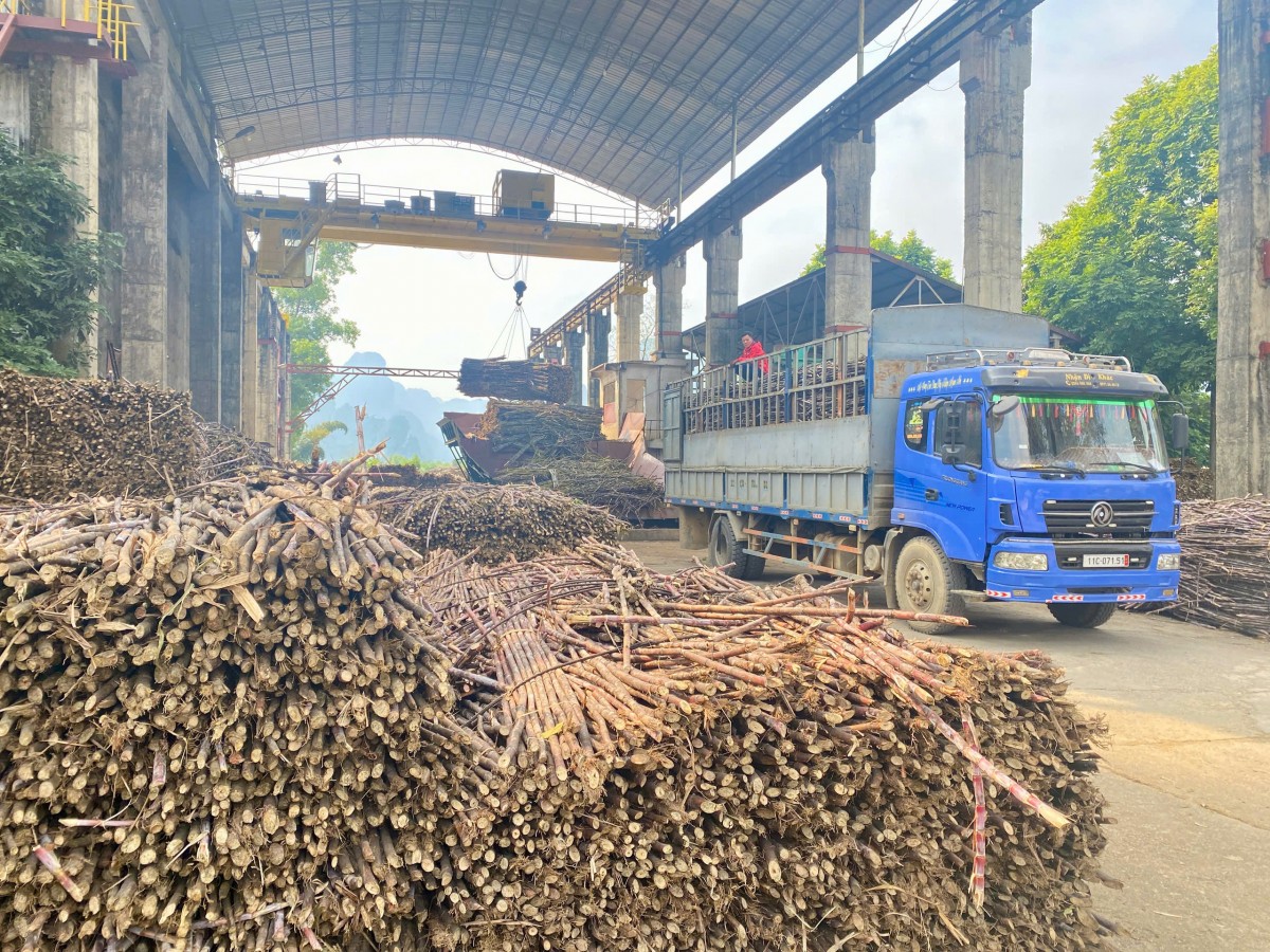 Nhà máy Đường Phục Hoà, Công ty cổ phần Mía đường Cao Bằng giữ vai trò quan trọng trong phát triển vùng nguyên liệu mía của tỉnh. Ảnh: Quốc Sơn