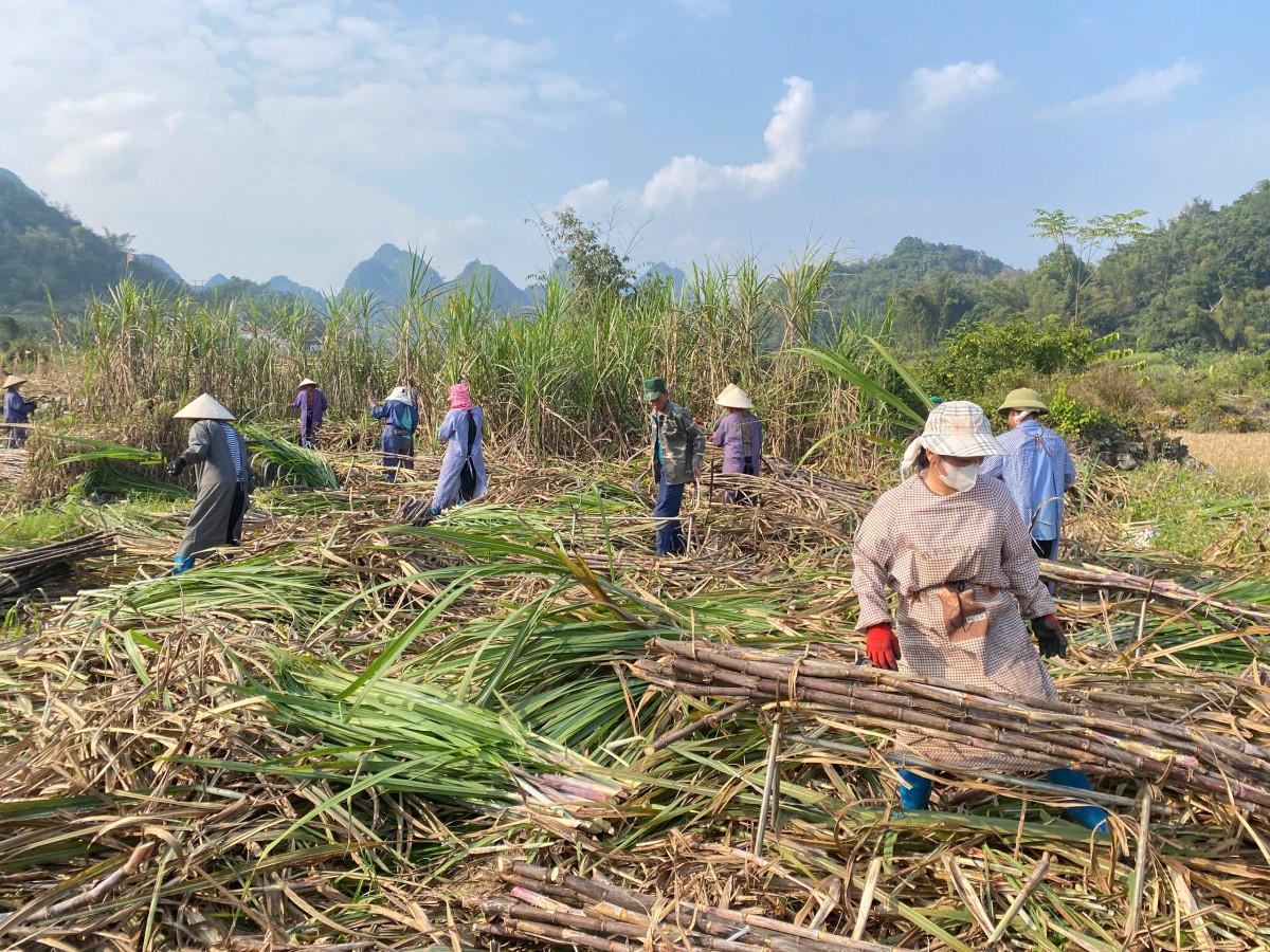 Nông dân xã Phục Hoà thu hoạch mía nguyên liệu. Ảnh: Quốc Sơn