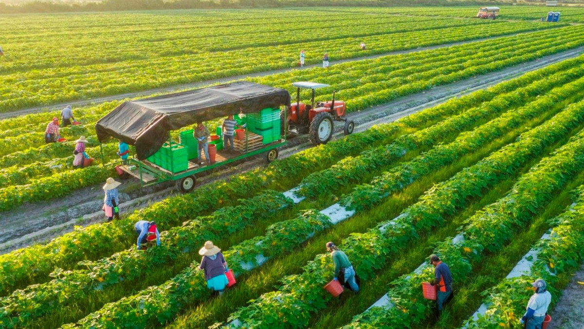 Từ ghi chép nhật ký đồng ruộng, kiểm soát vật tư đầu vào đến quản lý vùng nguyên liệu, sản xuất hữu cơ đòi hỏi sự minh bạch trong toàn bộ quá trình.