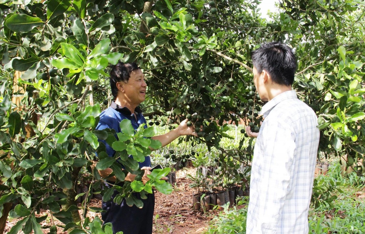 Hiện trạng và giải pháp phát triển bền vững cây mắc ca tại tỉnh Đắk Lắk