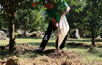 Ảnh hưởng của chế phẩm sinh học đến năng suất và chất lượng cây ăn quả hữu cơ