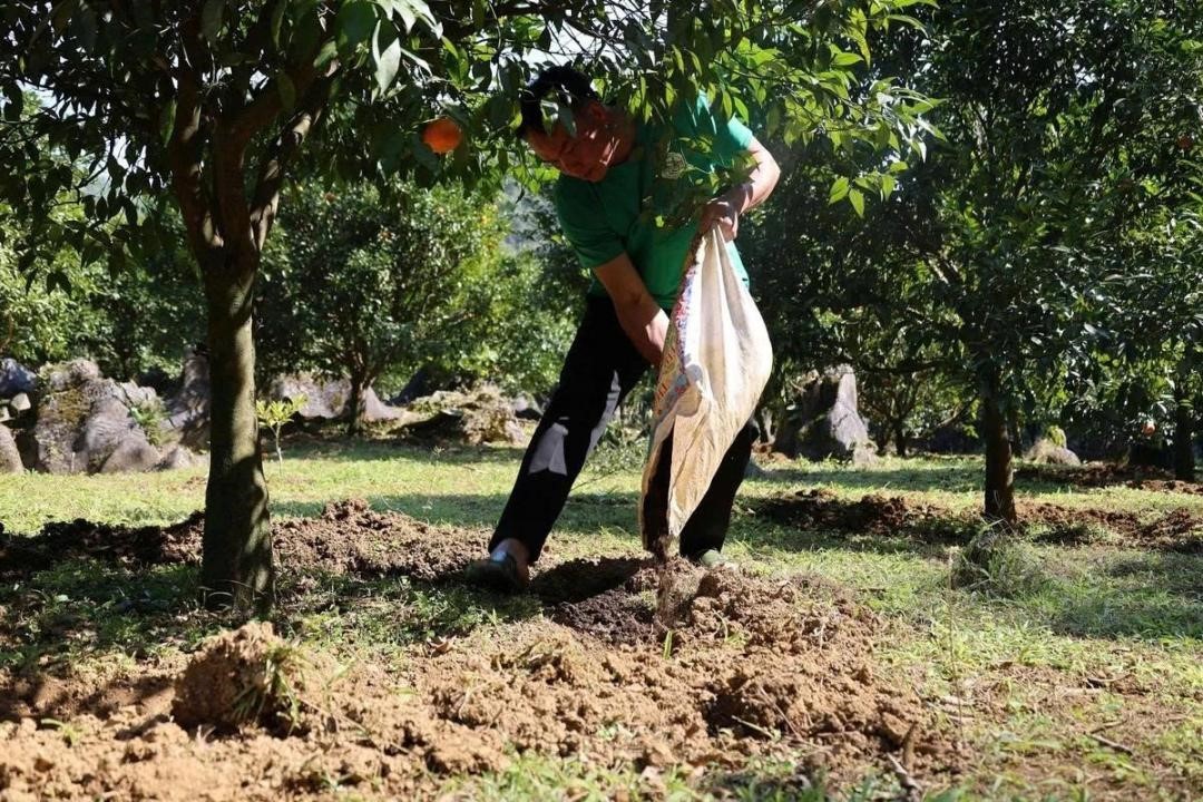 Ảnh hưởng của chế phẩm sinh học đến năng suất và chất lượng cây ăn quả hữu cơ
