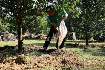 Ảnh hưởng của chế phẩm sinh học đến năng suất và chất lượng cây ăn quả hữu cơ