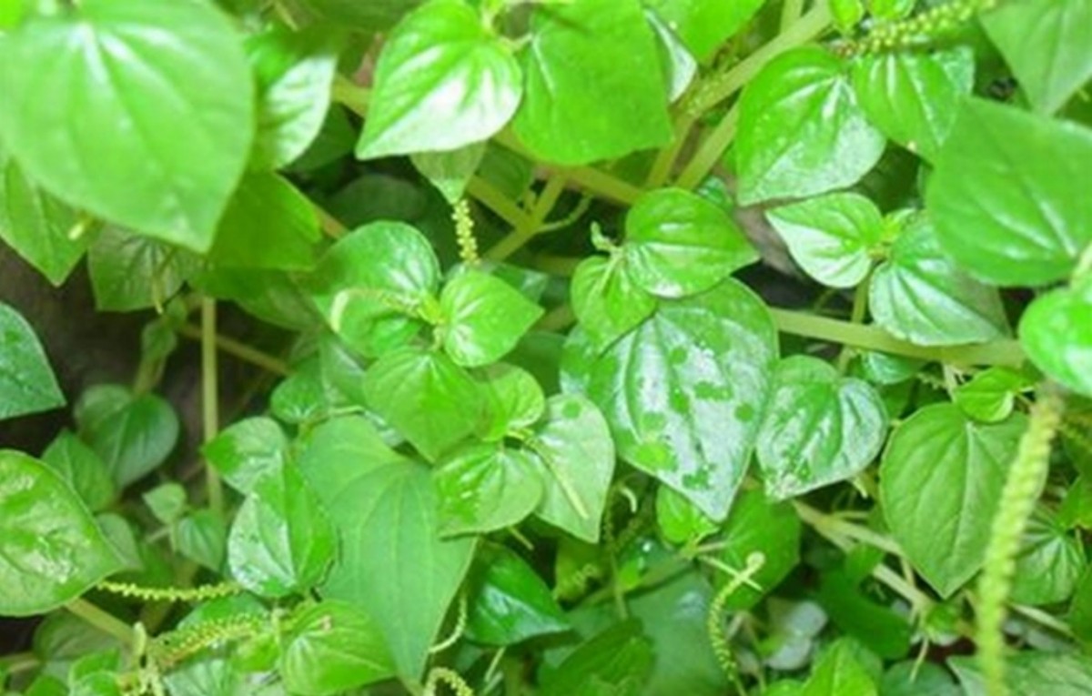 Rau càng cua