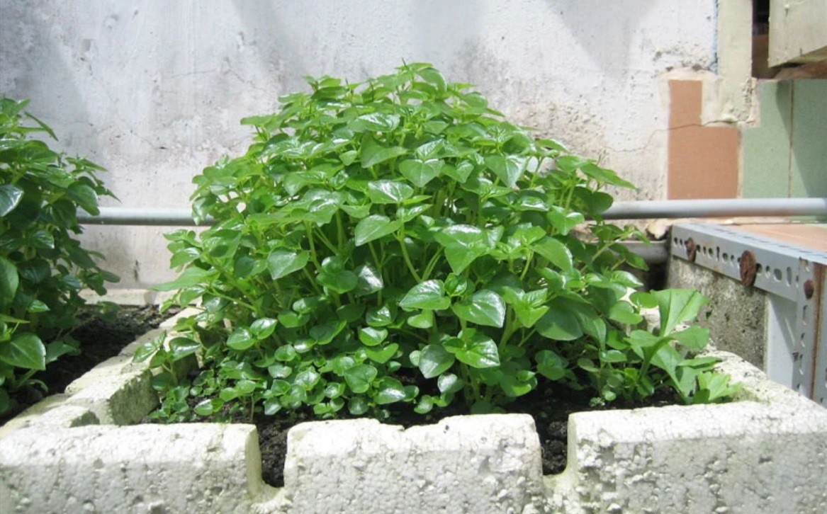 trồng rau càng cua