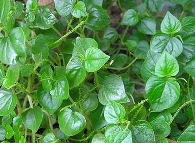 chu kỳ sinh trưởng ngắn