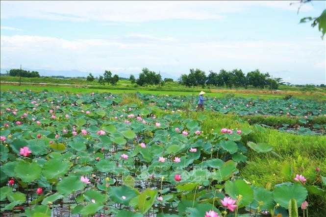 Mở hướng phát triển xanh và chế biến sâu từ cây sen