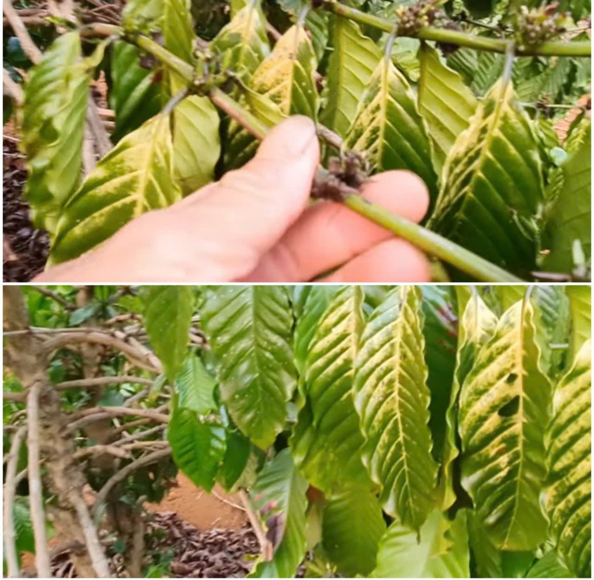 Giải pháp hữu cơ bảo vệ cà phê trước bức xạ cực tím