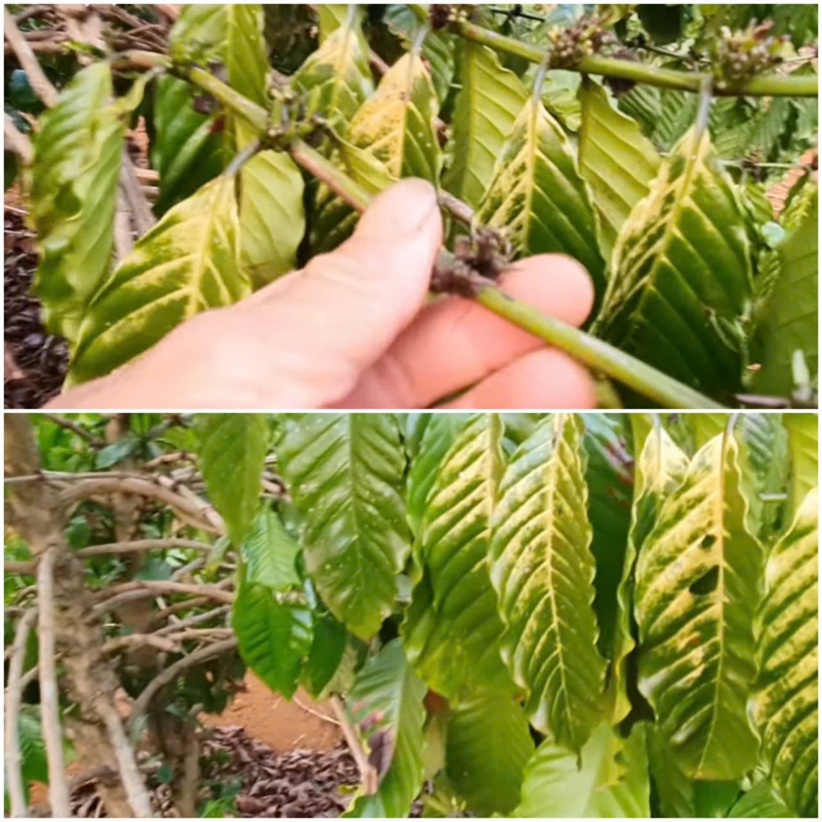 Giải pháp hữu cơ bảo vệ cà phê trước bức xạ cực tím