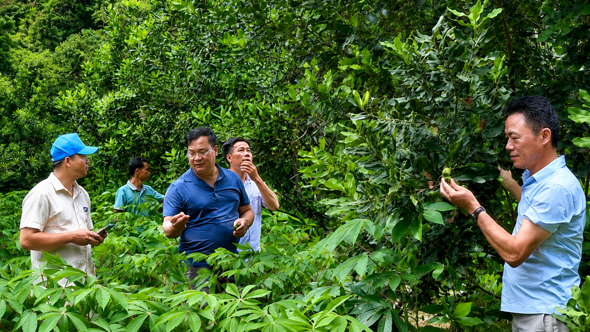 Cây mắc ca nảy mầm trĩu quả trên vùng đất Hạ Lang