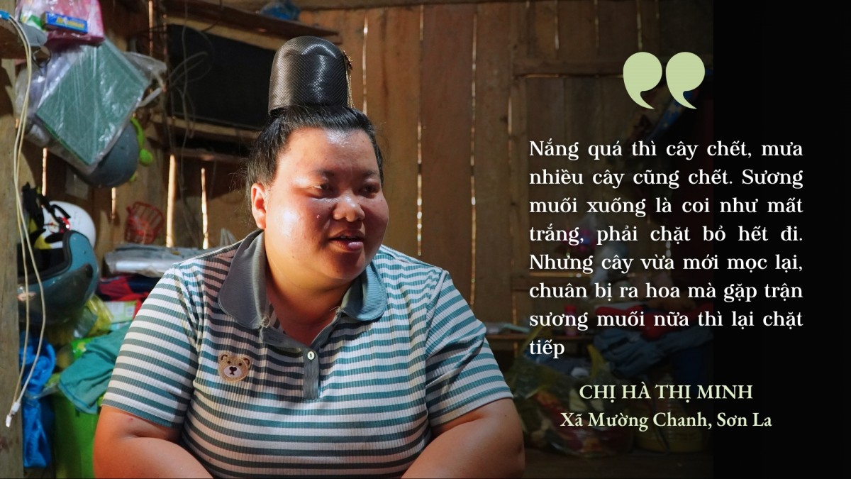 Hoa trên triền núi
