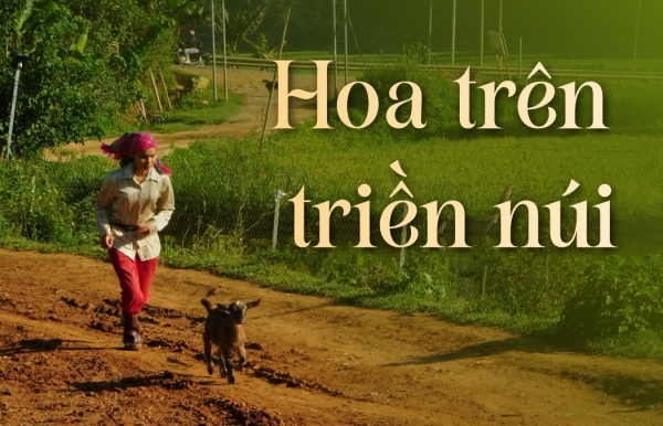 hoa tren trien nui